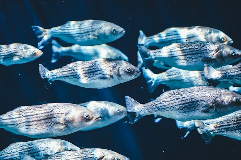 A1 Nombres et poissons d'avril 